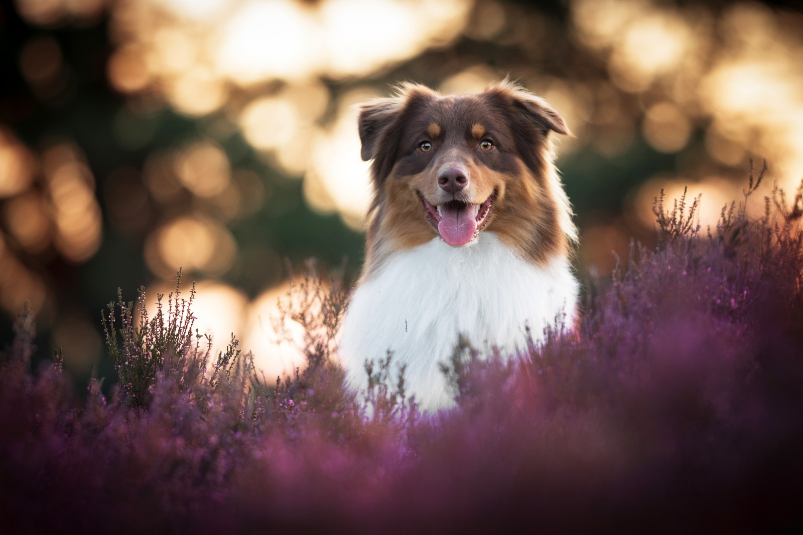 Mira, naturaleza, perro, cara, bokeh, retrato, flores, idioma