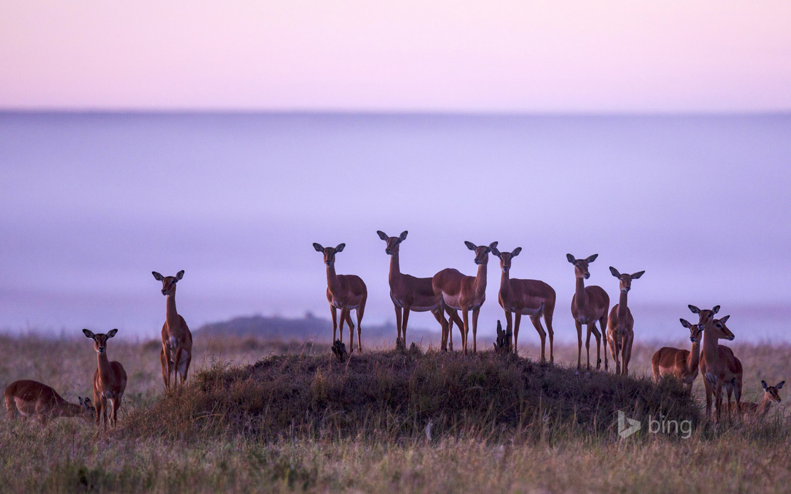 natureza, a manada, África, Quênia, antílope, Impala