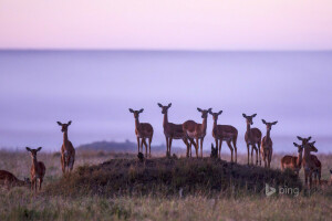 Afrika, antilopa, Impala, Keňa, príroda, stádo