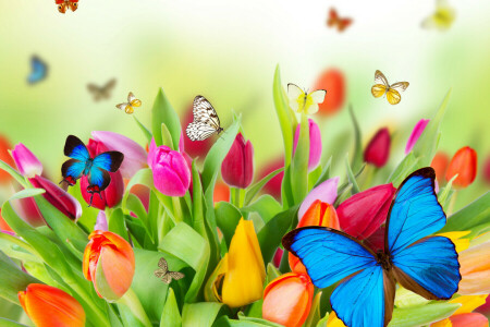 BUTTERFLY, collage, flowers, nature, tulips