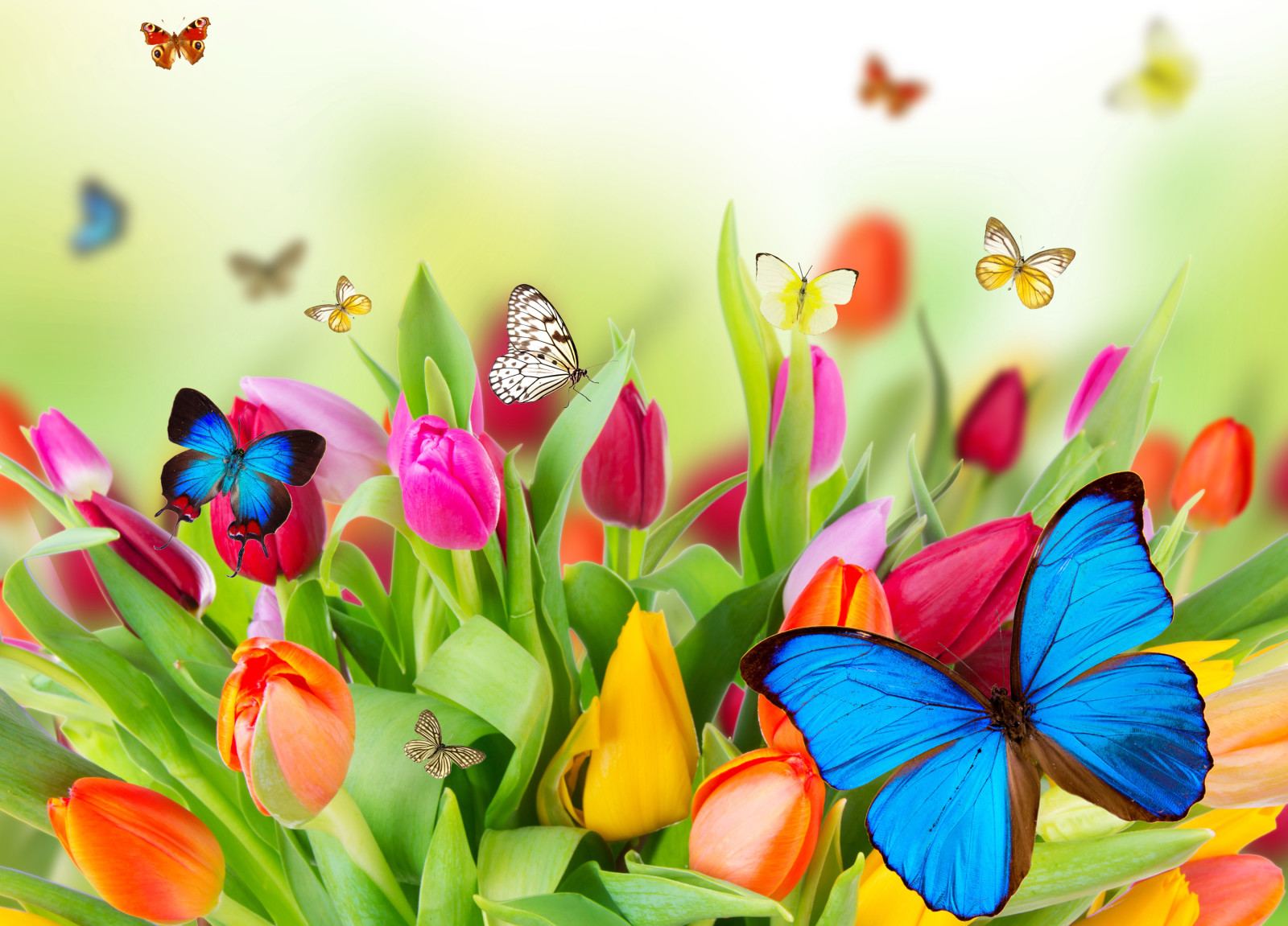 natureza, BORBOLETA, flores, tulipas, colagem