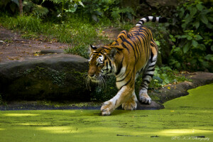 záujem, rybník, dravec, tiger