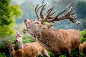 deer, horns, the leader