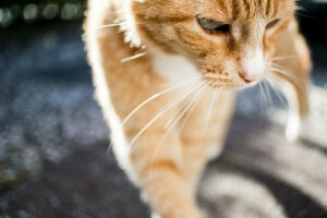 fundo, gato, Koshak, bigode, Tomcat