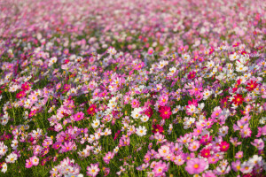 field, kosmeya, meadow, nature, petals