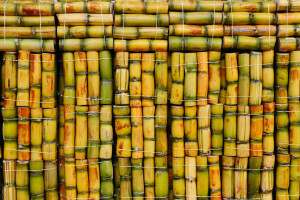 bambu, cores, madeira