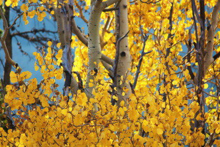 autumn, leaves, osini, the sky, trees, trunk