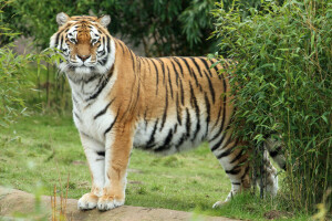 Amur, Bush, cat, grass, tiger