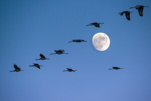 păsări, Luna, cerul