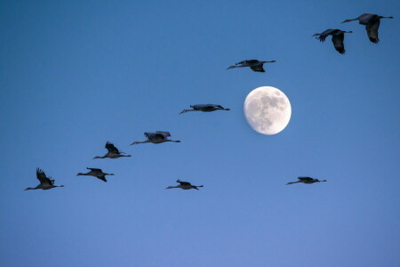 pássaros, A lua, o céu