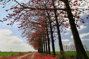 otoño, campo, hojas, la carretera, el cielo, arboles