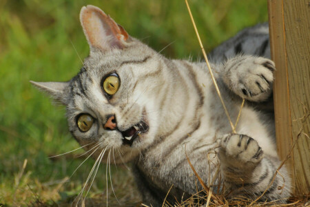 aggressiv, Augen, Koshak, aussehen, Kater