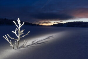 campo, noite, neve, inverno