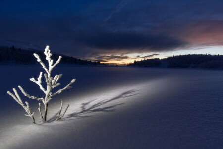 field, night, snow, winter