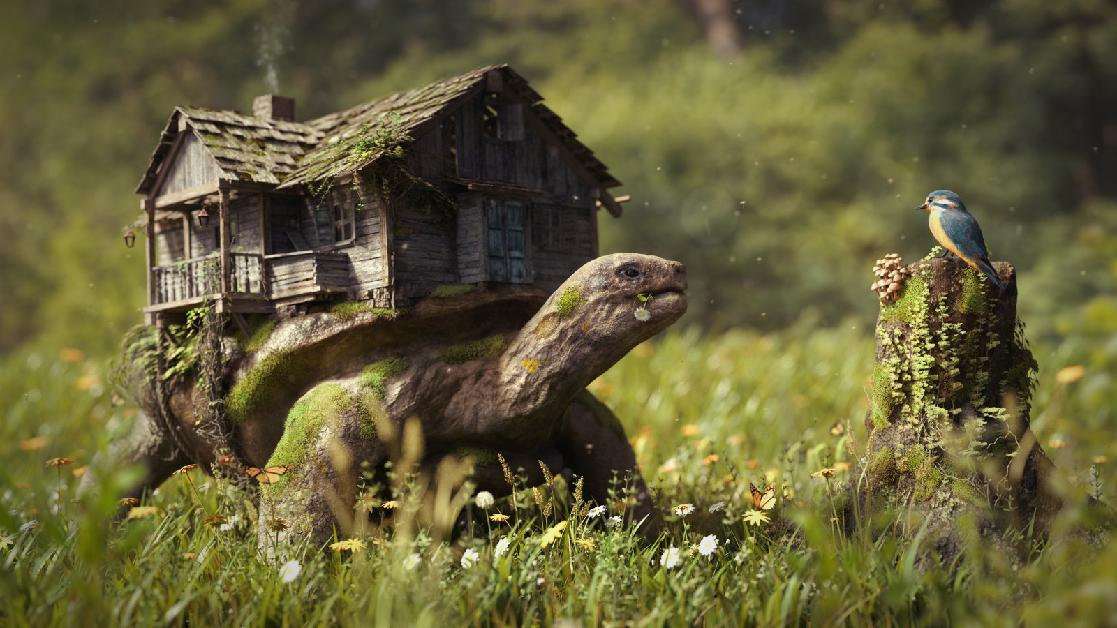 forest, grass, house, mushrooms, flowers, bird, stump, turtle