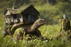 bird, flowers, forest, grass, house, mushrooms, stump, turtle