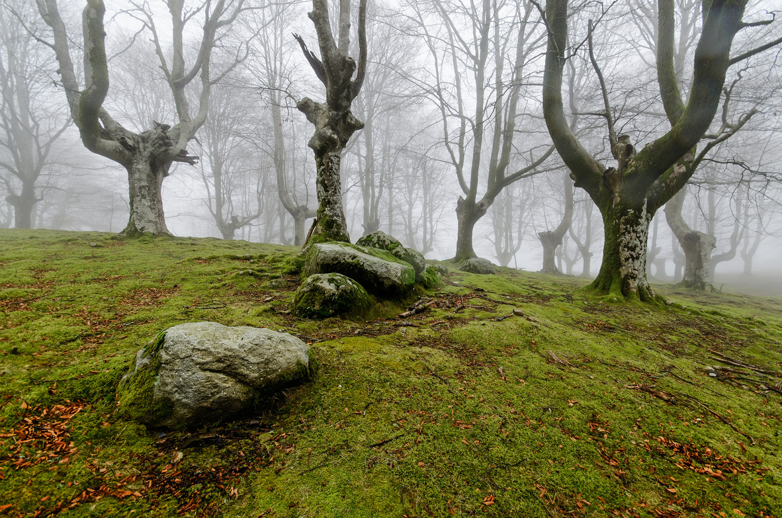 las, Natura, mgła