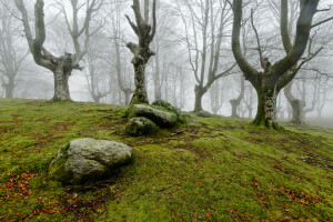 nebbia, foresta, natura