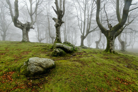 tåke, skog, natur