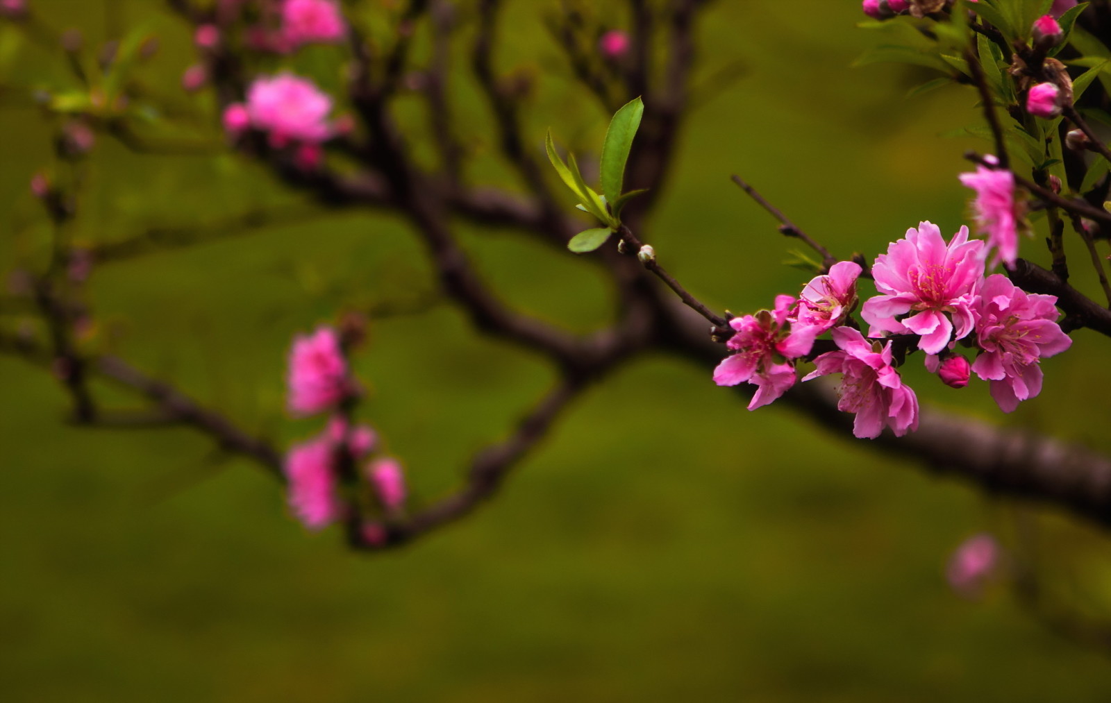 Natur, Frühling