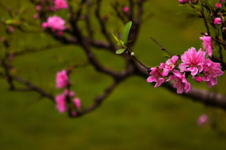 nature, spring