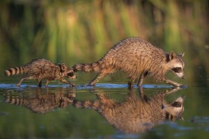 детеныш, брод, еноты, отражение, переход, воды