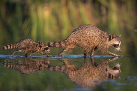 cub, Ford, vaskebjørne, afspejling, overgangen, vand