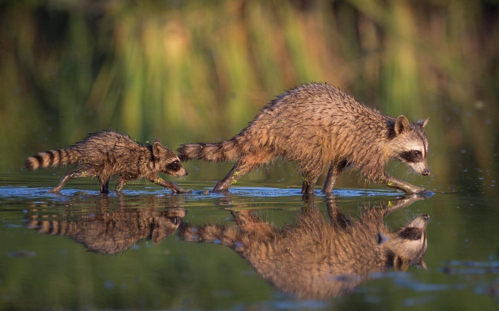 reflectie, doorwaadbare plaats, water, welp, de overgang, wasberen