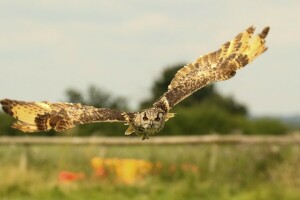 oiseau, vol, hibou, Priroda, ailes