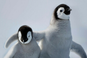 Antarctique, oiseau, relation amicale, manchot