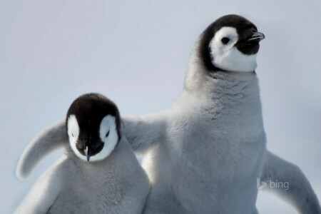 Antarctica, vták, priateľstvo, tučniak