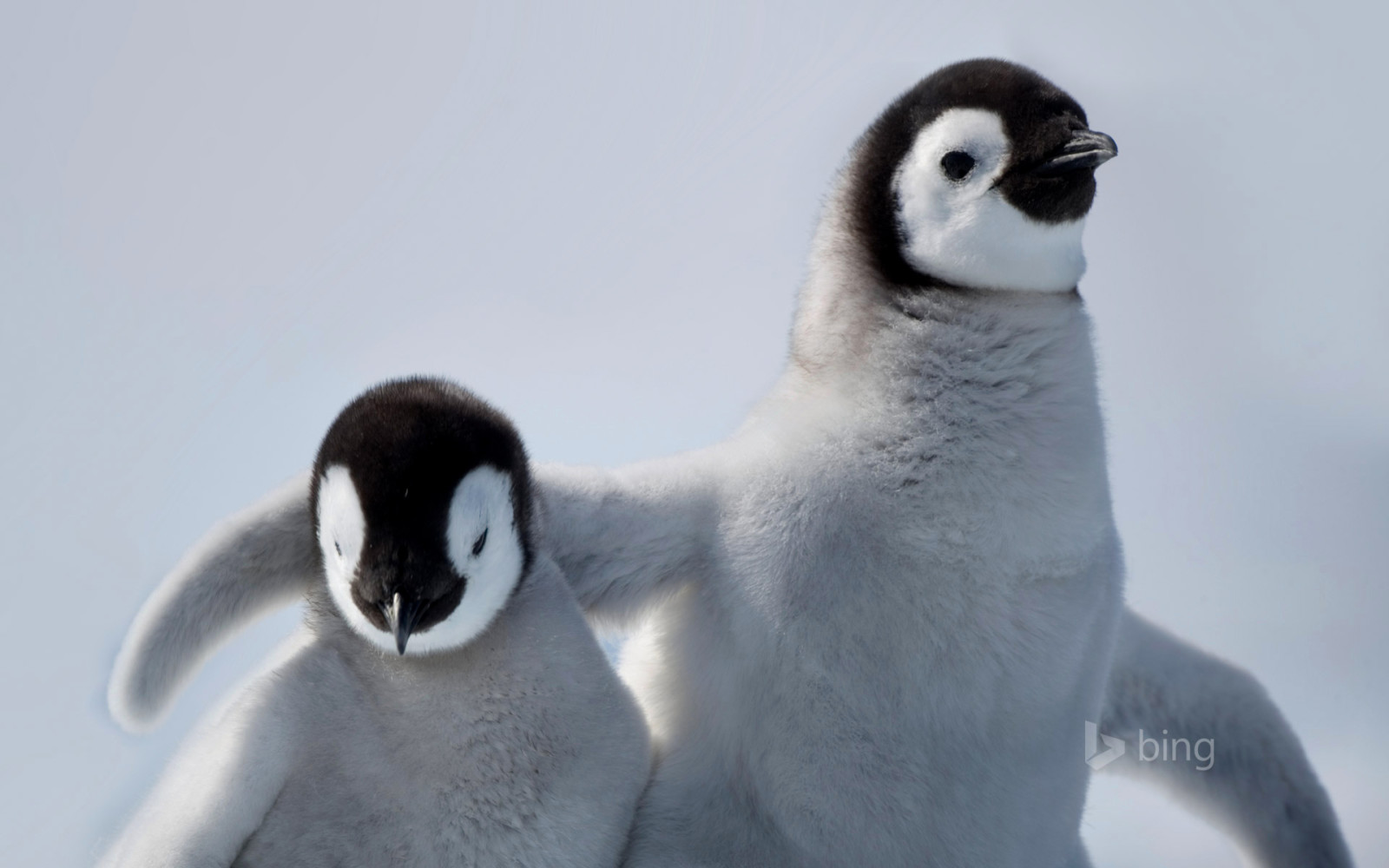 Vogel, Freundschaft, Pinguin, Antarktis