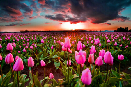 campo, pôr do sol, o céu, tulipas