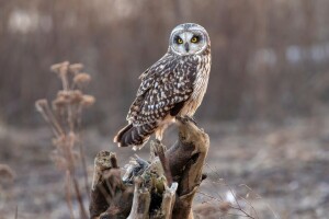 Contexte, oiseau, bokeh, la nature, hibou, accroc