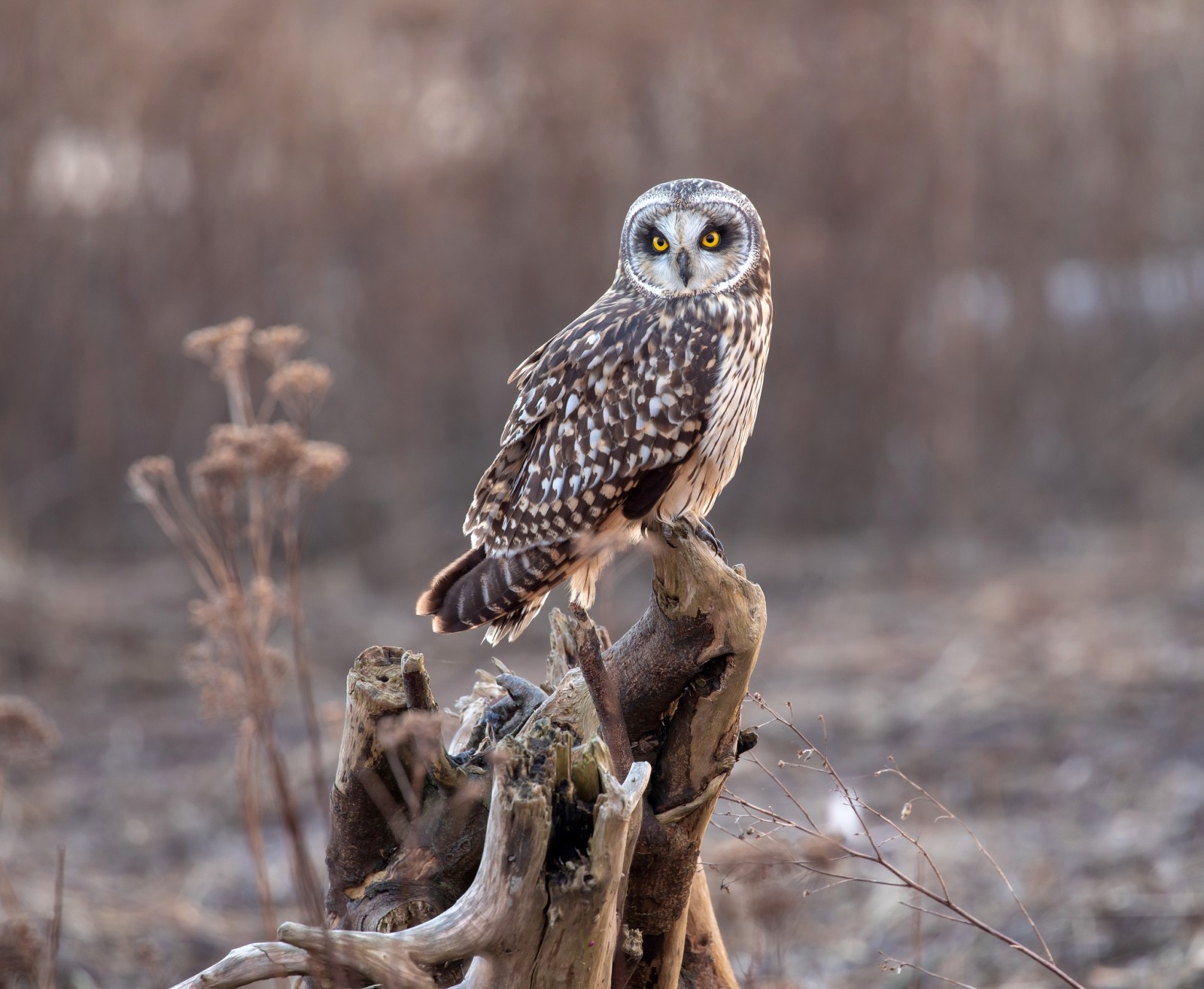 nature, background, bokeh, owl, bird, snag