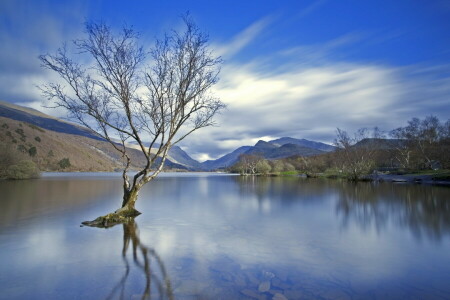 lago, paesaggio, natura, albero