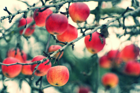 mele, autunno, rami, frutta, raccogliere