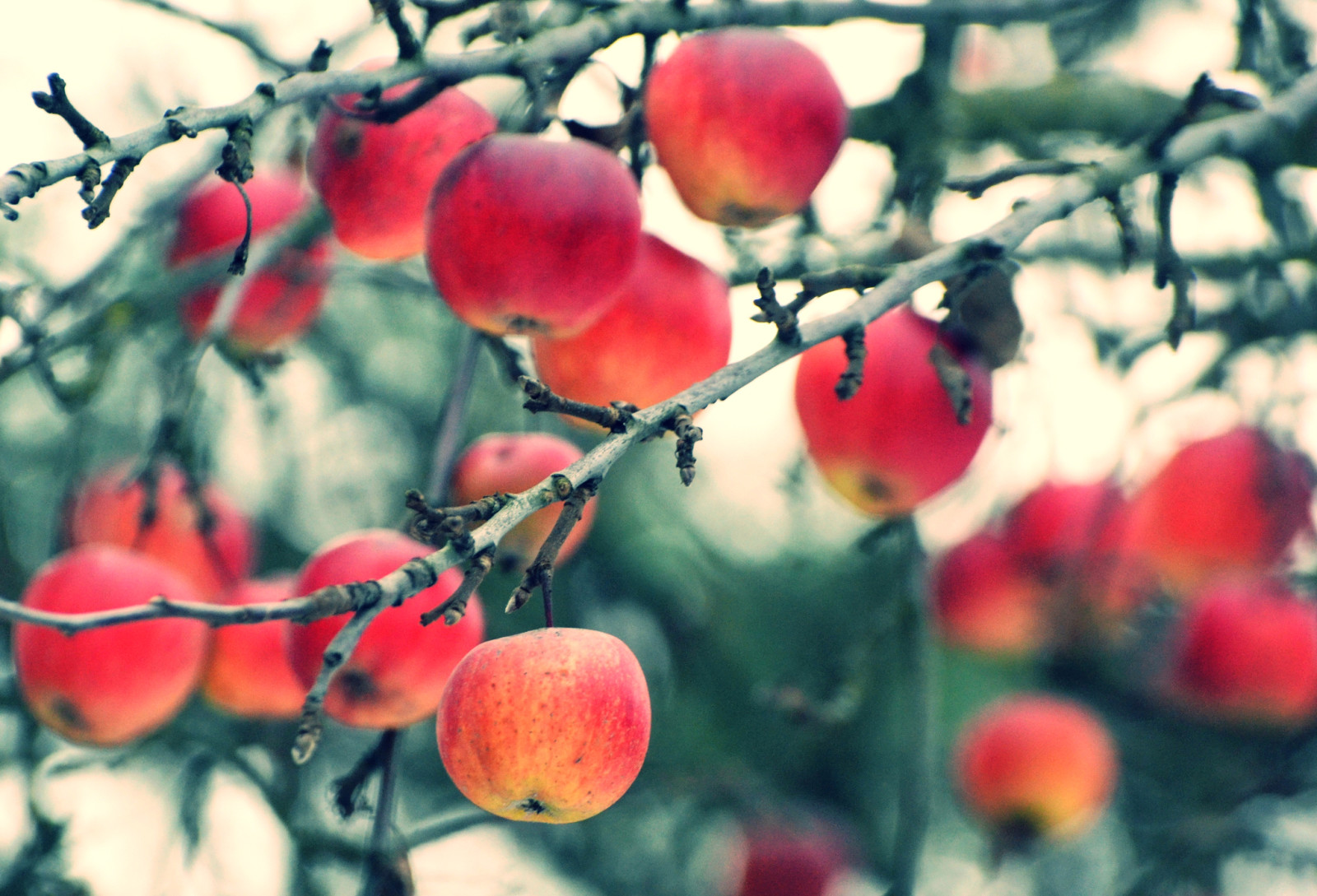 Herbst, Geäst, Äpfel, Ernte, Obst