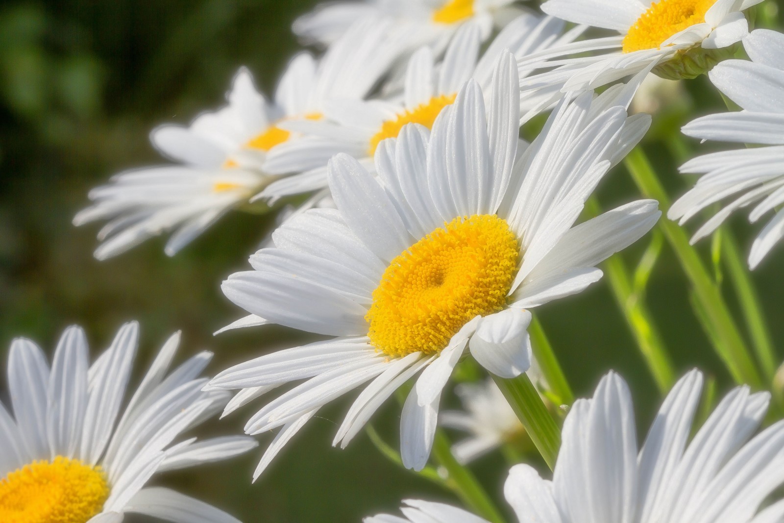 macro, petals, chamomile, suns