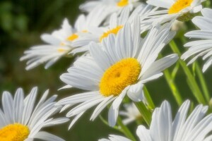 camomille, macro, pétales, soleils