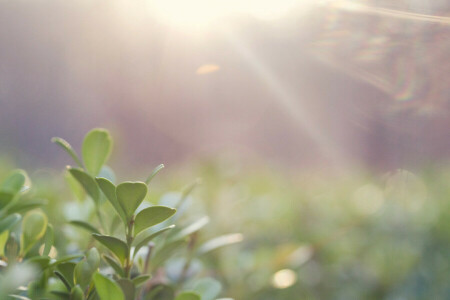 bladeren, licht, macro, fabriek