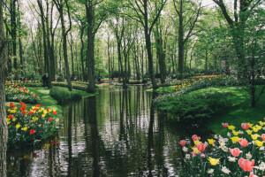 blommor, Keukenhof, tulpaner