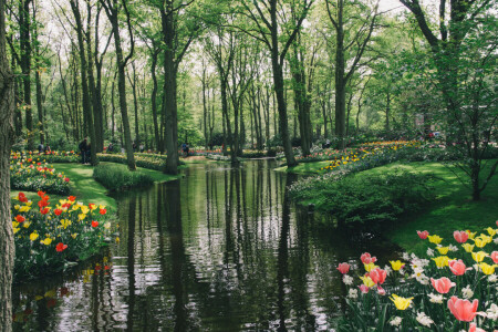 blomster, Keukenhof, tulipaner