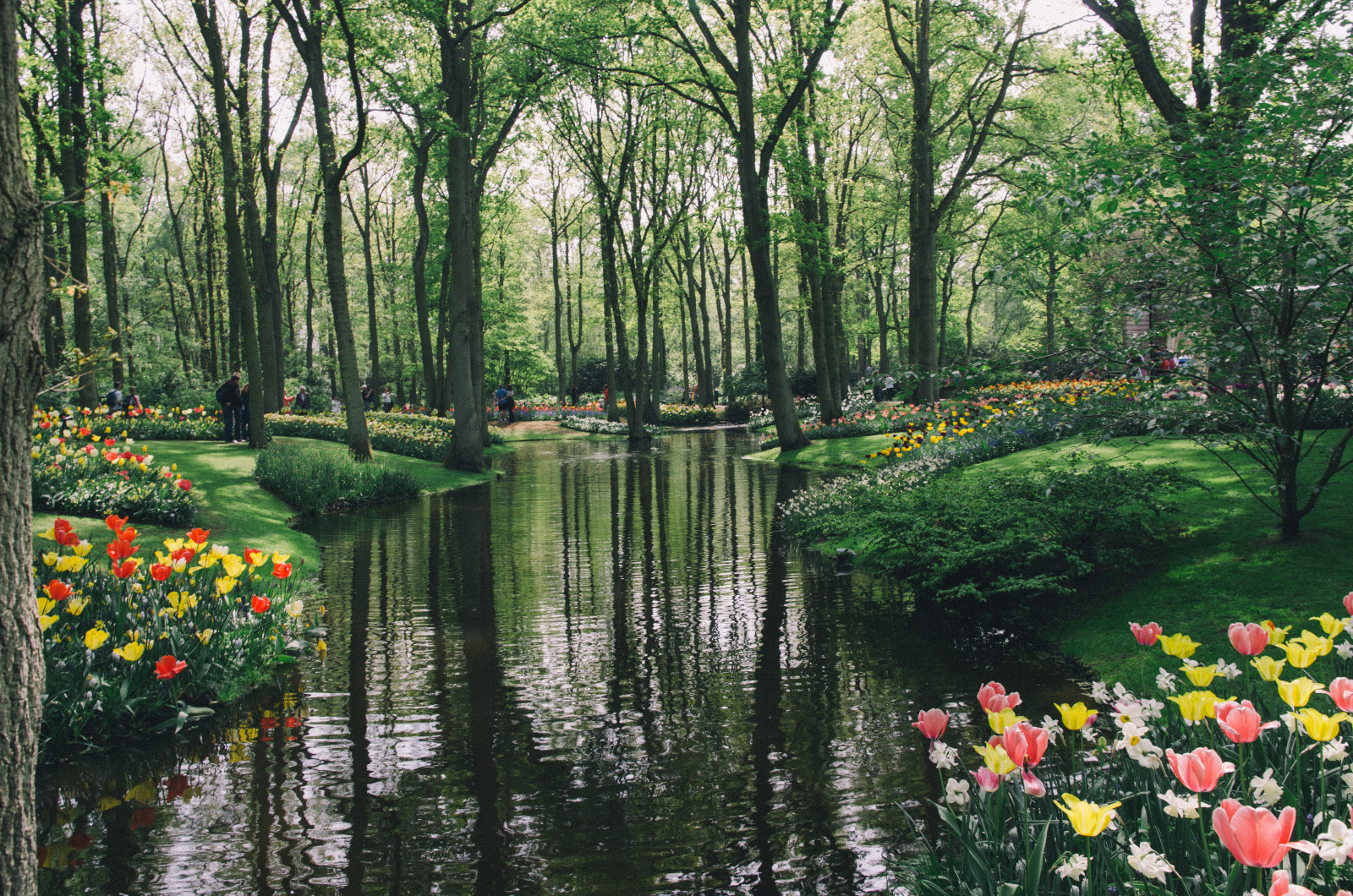 kvety, tulipány, Keukenhof