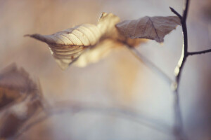 autumn, branch, leaves, nature