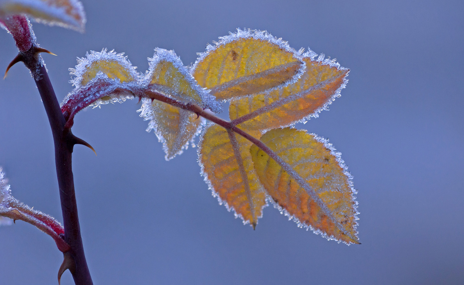 l'automne, feuilles, gel, branche