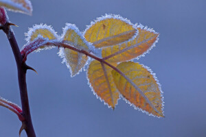 l'automne, branche, gel, feuilles