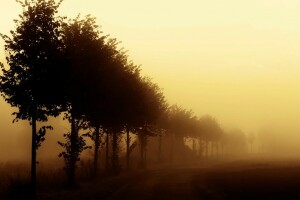 fog, Mist, morning, nature, road, trees