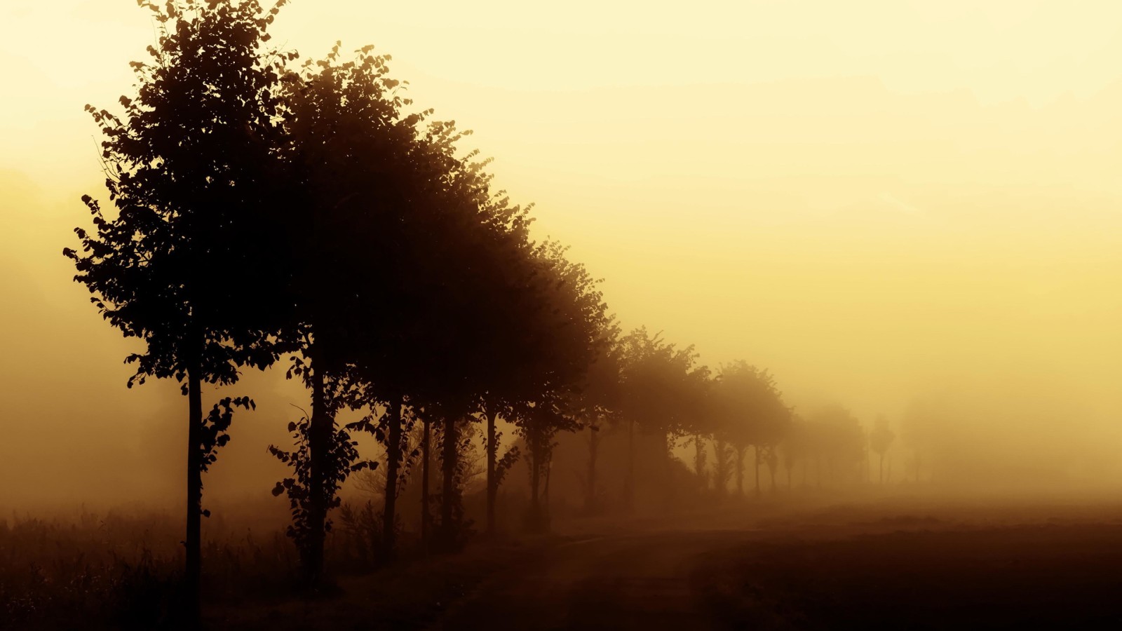 naturaleza, la carretera, arboles, Mañana, niebla, Niebla