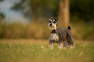 Hund, jeder, aussehen